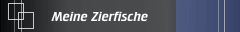 Meine Zierfische
